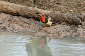 Black-collared barbet (Lybius torquatus) in the pond, South Africa