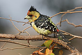 Crested Barbet (Trachyphonus vaillantii) on a branch, South Africa
