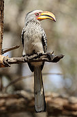 Southern yellow-billed hornbill (Tockus leucomelas) on a branch, South Africa