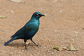 Greater Blue-eared Glossy-Starling (Lamprotornis chalybaeus) on ground, South Africa