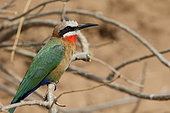 White-fronted bee-eater (Merops bullockoides) on a branch, South Africa