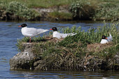 Mediterranean Gulls (Larus melanocephalus) nesting adults, Breton-Vendée Marais, France