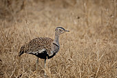 Red-crested bustard (Lophotis ruficrista) in dry grass, South Africa