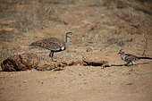 Red-crested bustard (Lophotis ruficrista) prospecting a purse with a South African Hornbill (Tockus rufirostris), South Africa