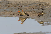 Red-billed Oxpecker (Buphagus erythrorhynchus) adults and young at the pond, South Africa