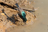 White-bellied Sunbird (Cinnyris talatala) drinking at the waterhole, South Africa