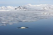 Beluga (Delphinapterus leucas) and fast ice, Brepollen, Hornsund, Southern Spitzbergen, Svalbard