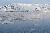 Belugas (Delphinapterus leucas) and fast ice, Brepollen, Hornsund, Southern Spitzbergen, Svalbard