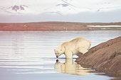 Polar bear (Ursus maritimus) male on shore, Andoyane, Liefdefjord, Spitzbergen, Svalbard archipelago