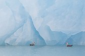 Northern fulmar (Fulmarus glacialis) feeding at the foot of an iceberg, Spitsbergen, Svalbard archipelago