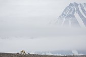 Polar bear (Ursus maritimus) adult male walking in the Bay of the Cross, Spitsbergen, Svalbard archipelago