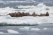 Walrus (Odobenus rosmarus) on the pack ice, Wrangel Island, Chukotka, Russia