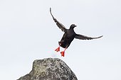 Pigeon Guillemot (Cepphus columba) flying away, Great Diomede Island, Bering Strait, Russia.