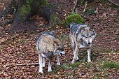 Gray wolves (Canis lupus), Bavarian Forest National Park, Bavaria, Germany.