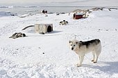 Greenland sled dogs on snow, Greenland