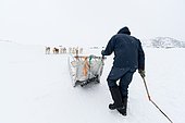 Dog sledge, Ilulissat, Disko bay, Greenland.