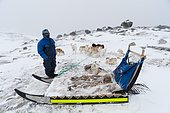 Dog sledge, Ilulissat, Disko bay, Greenland.