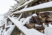Cod fish heads drying in winter, Nordmela. Vesteralen Islands, Norway.