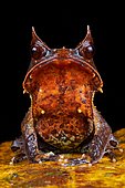 Malayan horned frog (Megophrys nasuta). Borneo. Malaysia. kubah national park. sarawak. l
