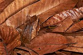 Malayan horned frog (Megophrys nasuta). Borneo. Malaysia. kubah national park. sarawak.
