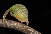 Leaf mimicking katydid. Borneo. Malaysia. Mount Kinabalu. Sabah.