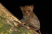 The rare and insectivorous primate of Borneo: Horsfield's tarsier (Tarsius bancanus). Photographed In the wild. Borneo. Malaysia. Danum Valley Conservation Area. sabah
