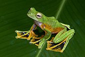 Wallace's flying tree frog (Rhacophorus nigropalmatus) on a leaf. Borneo. Malaysia.