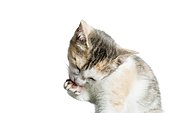 Kitten gromming on white background