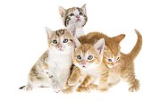 Kittens on white background