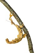 Macleay's spectre walkingstick (Extatosoma tiaratum) on a branch on white background