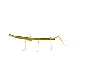 Common stick insect (Carausius morosus) on white background