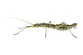 Spiny Stick Insect (Spinohirasea bengalensis) female on white background
