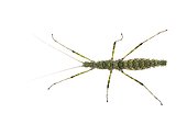 Spiny Stick Insect (Spinohirasea bengalensis) female on white background