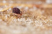 Springtail (Dicyrtomina sp) on a frosted leaf, France