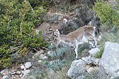 Spanish Ibex (Capra pyrenaica), Serra dels Ports, Spain