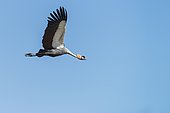 Grey-crowned Crane (Balearica regulorum) in flight, Ouganda