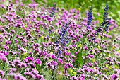 Jove's flower (Silene flos-jovis), Savoie, Alps, France