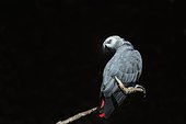 Grey Parrot (Psittacus erithacus) on a branch, Equatorial Africa