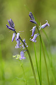 Bluebell (Hyacinthoides non scripta) in bloom in spring in an undergrowth adjacent to a stream, L'Entre-deux-Mers region, Gironde, Aquitaine, France.