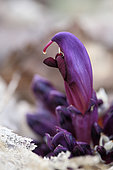 Purple Toothwort (Lathraea clandestina) flower, Plant without chlorophyll, emerging from dead leaves in spring, in a wood by a stream, L'entre-deux-Mers region, Gironde, Aquitaine, France