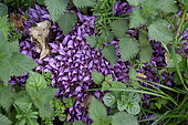 Purple Toothwort (Lathraea clandestina) flower, Plant without chlorophyll, On the edge of a ditch next to a wood, L'entre-deux-Mers region, Gironde, Aquitaine, France
