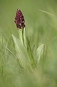 Lady orchid (Orchis purpurea) before flowering in spring in a meadow on limestone soil, L'Entre-deux-Mers region, Gironde, Aquitaine, France.