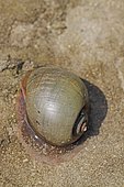 Escargot ampullaire à La Réunion