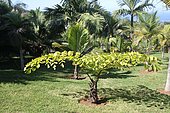 Palmier Caryota obtusa à La Réunion