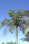 Palmier dypsis à La Réunion