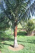 Palmier Dypsis lastelliana à La Réunion