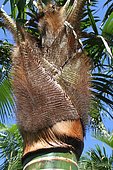 Tronc de palmier Pigafetta à La Réunion