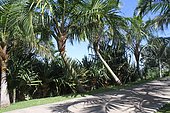 Allée de palmiers Pigafetta à La Réunion