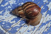 Escargot géant sur un meuble de jardin La Réunion