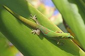 Gecko sur une feuille de Typhonodore de Lindley à La Réunion